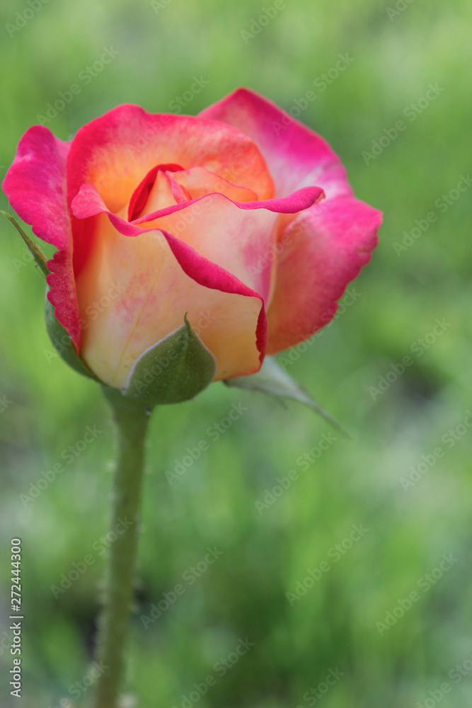Pink rose flower in a garden, close up