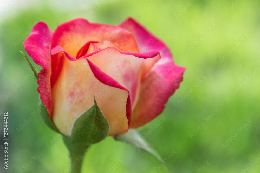Pink rose flower in a garden, close up Pink rose flower in a garden, close up