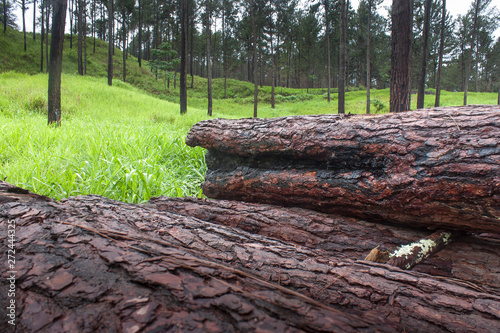 Arboles y pinos talados y vivos con corteza
