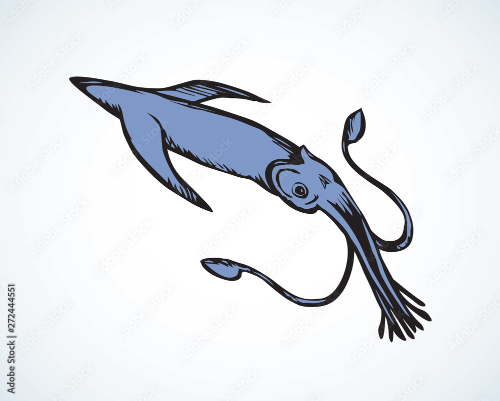 Squid. Vector drawing