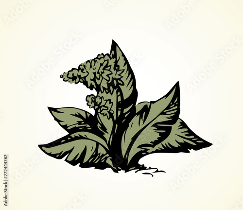 Tropical flower. Bush. Vector drawing