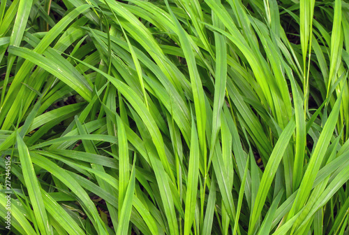 green background of fresh grass