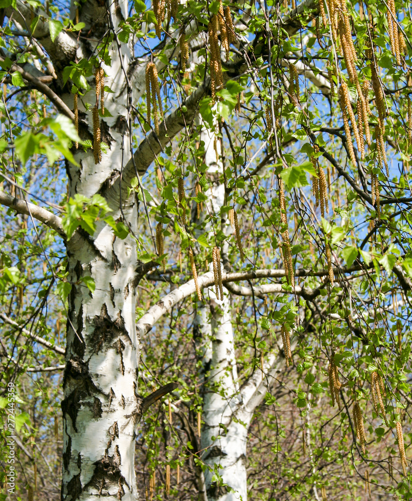 Fototapeta premium birch and birch earrings in spring against a blue sky