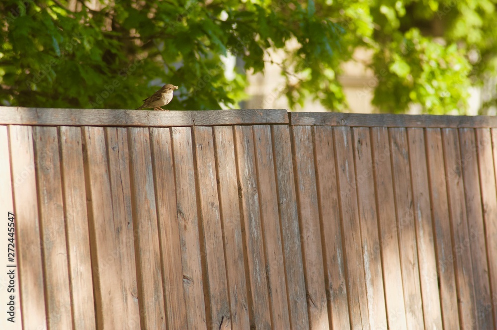 Small Bird on a Large Fence Small Bird on a Large Fence