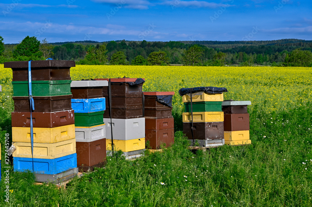 beehives standing in a field with yellow flowers