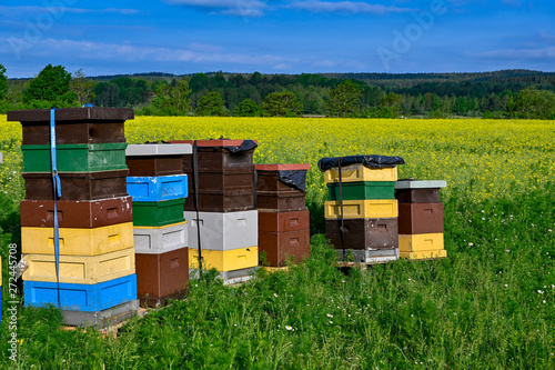 beehives standing in a field with yellow flowers © Jonas