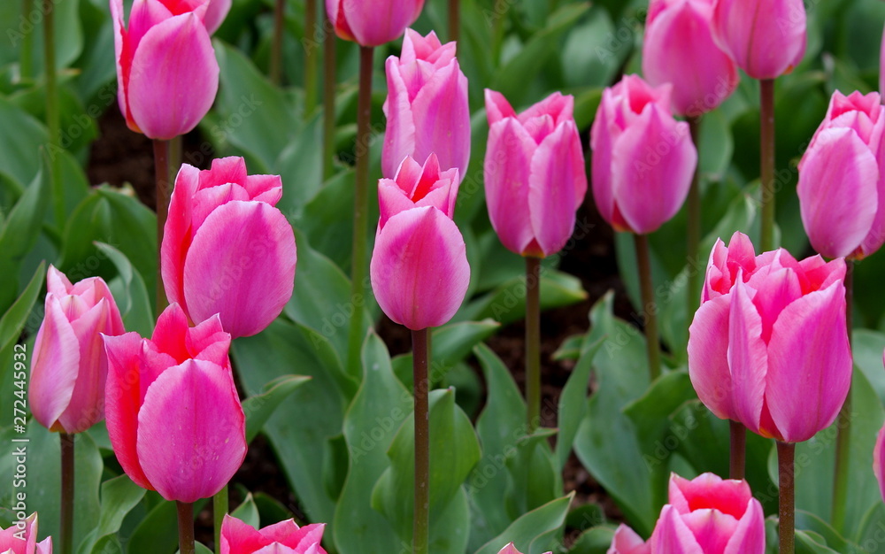 Pink tulips in the garden Pink tulips in the garden
