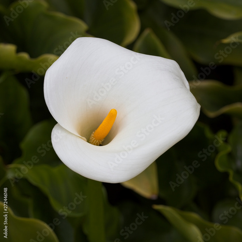 Calla Lily of the genus Zantedeschia  near Mevagissey  Cornwall  England  UK.