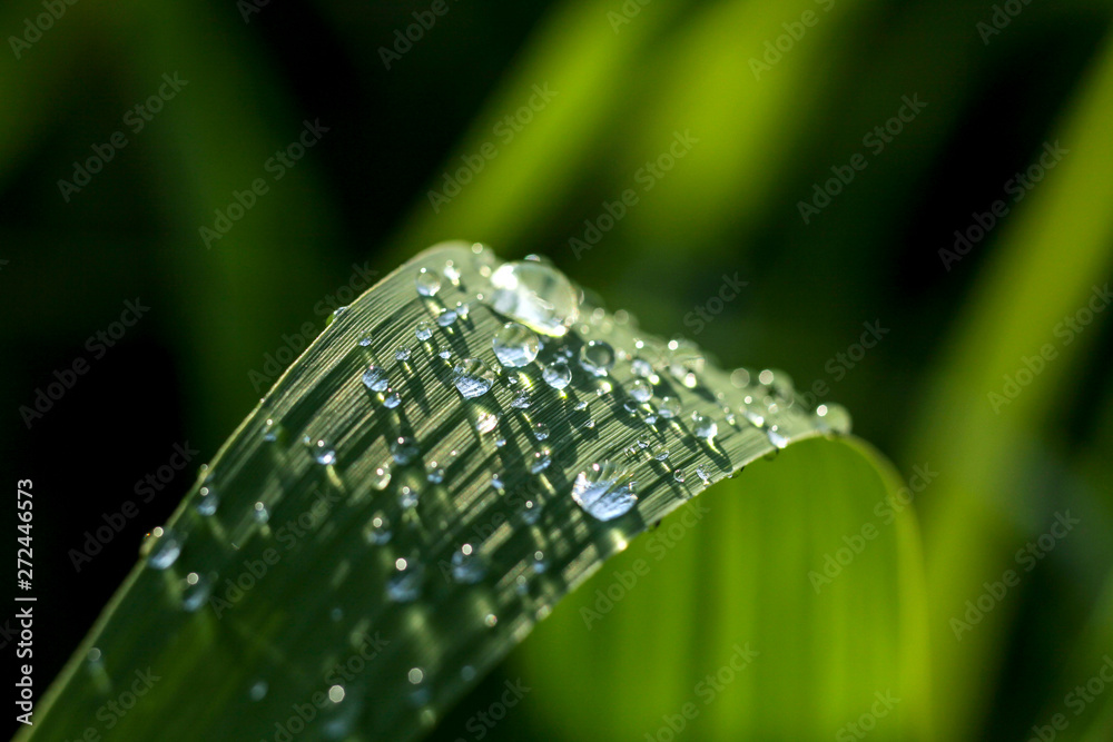 raindrops on green leaves sparkle in the sun raindrops on green leaves sparkle in the sun