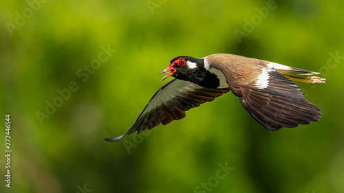 Red-Wattled Lapwing in flig...