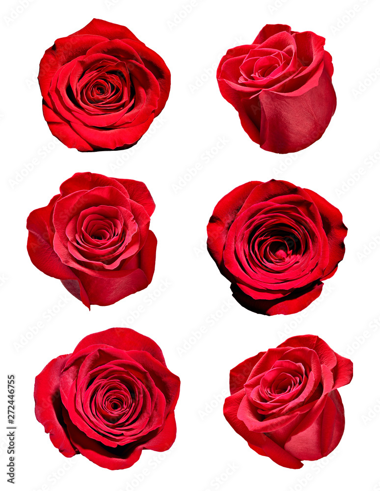 Fototapeta premium kwiat płatek róży blosspm tło