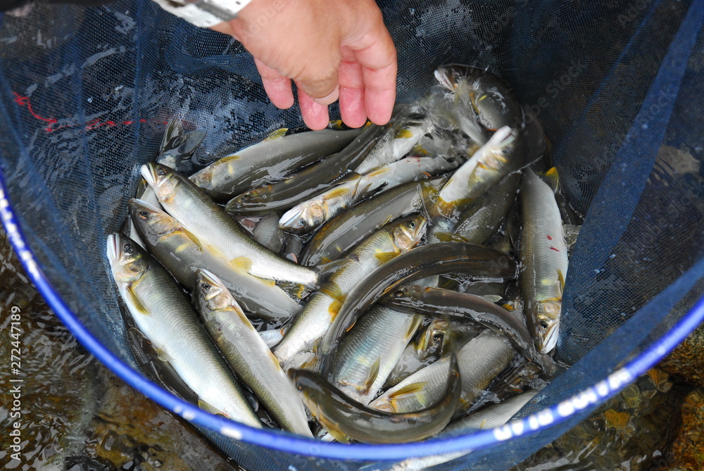鮎 釣り 大漁 鮎 釣り 大漁