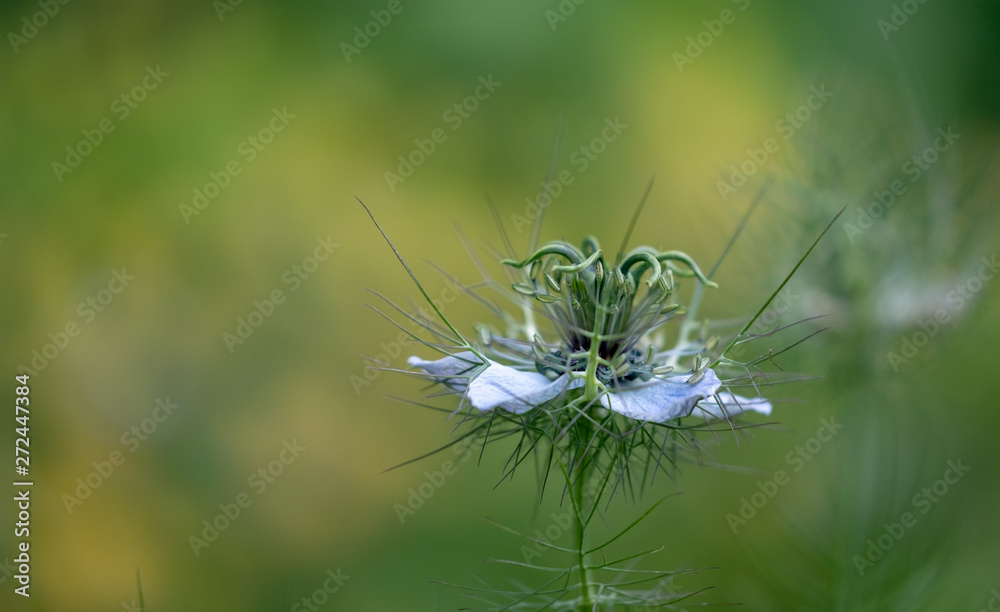 Close up of Nigella flower, also known as Love in a Mist, which has medicinal properties, photographed in the garden of the Royal College of Physicians, London UK, during Open Squares Gardens weekend. Close up of Nigella flower, also known as Love in a Mist, which has medicinal properties, photographed in the garden of the Royal College of Physicians, London UK, during Open Squares Gardens weekend.