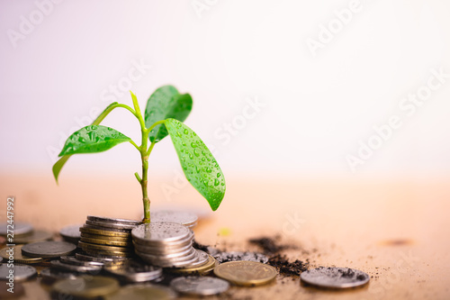 Young plant grow and coins stack, Pension fund, 401K, Passive income, Investment and retirement concept. savings and making money, Business investment growth concept. Risk management. photo
