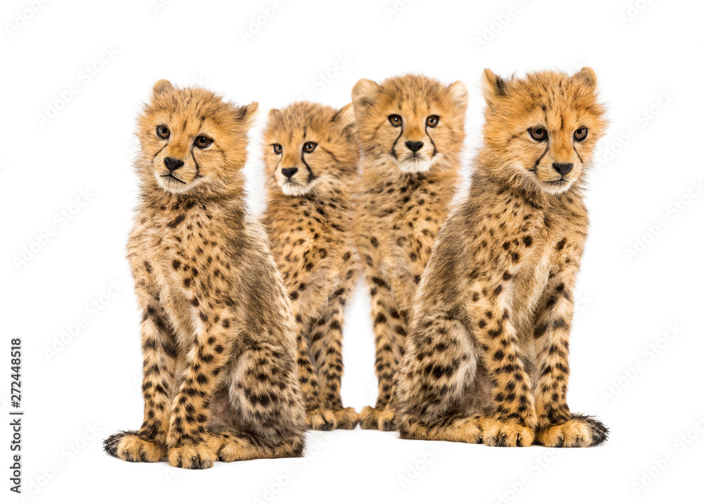 Obraz premium Group of a family of three months old cheetah cubs sitting