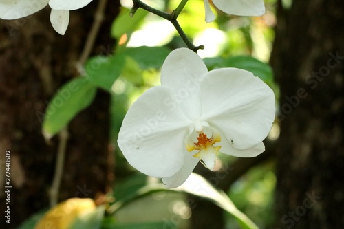 Beautiful orchid flower in tropical