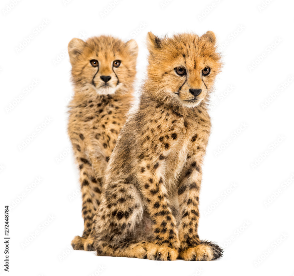 Couple of three months old cheetah cubs, isolated on white