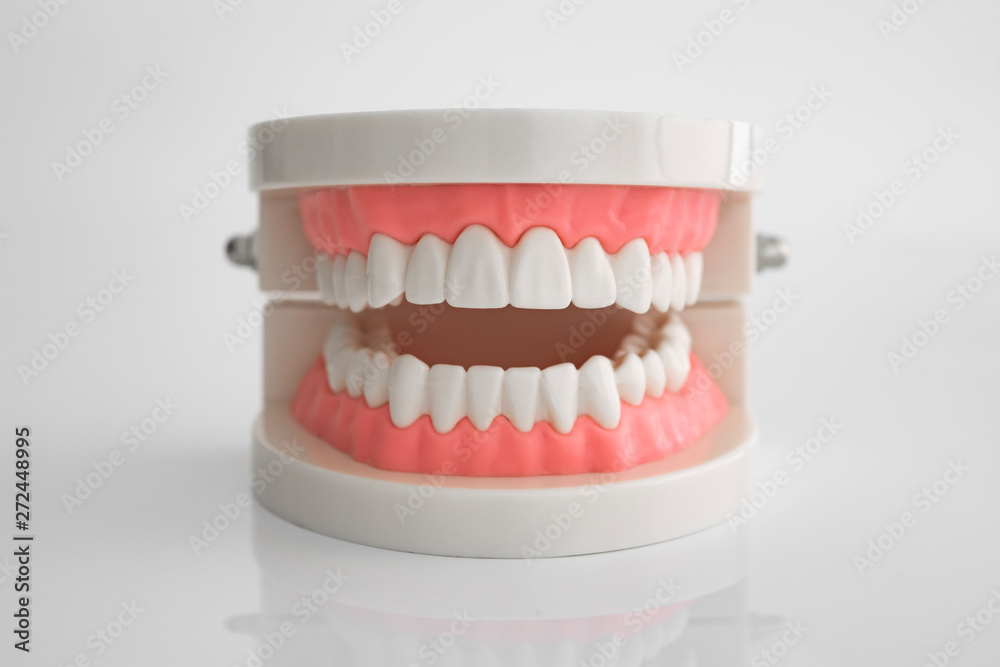 Fototapeta premium Artificial dental model