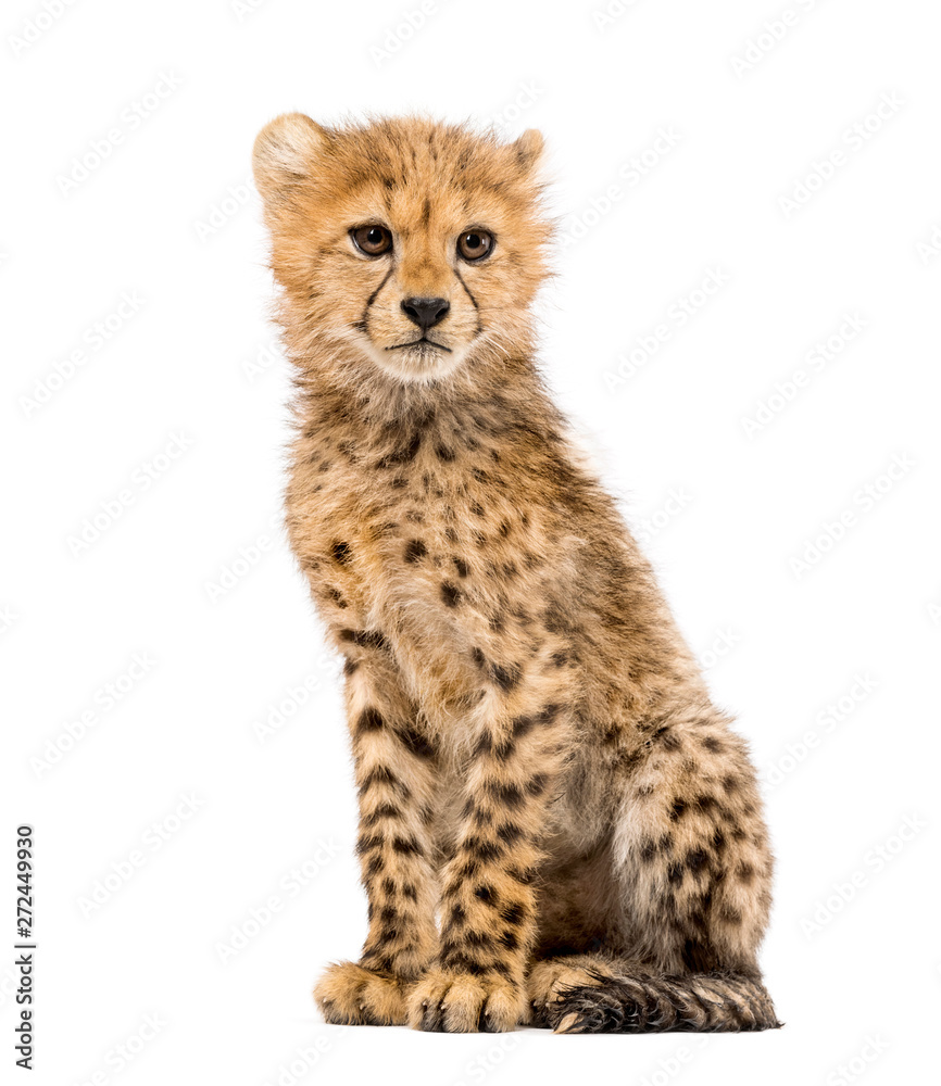 Obraz premium three months old cheetah cub sitting, isolated on white