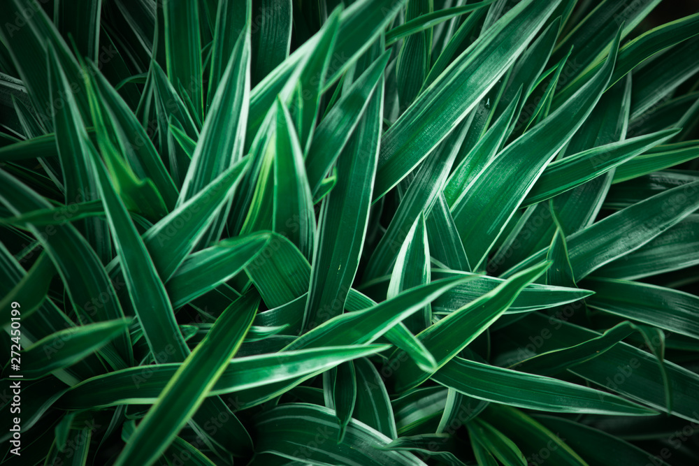 green leaves nature black background. dark tone green leaves nature black background. dark tone