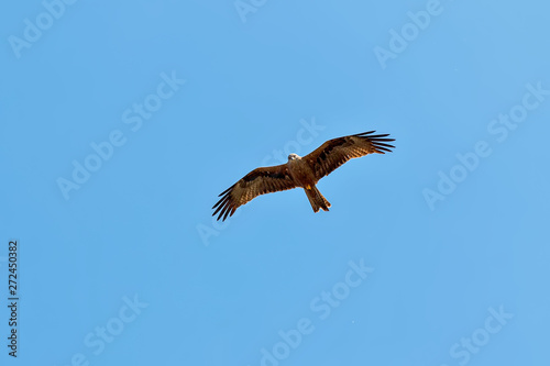 Kite flying against a blue sky