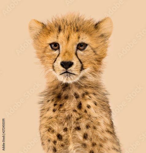 Canvas Print Close-up on a three months old cheetah cubs, colored background