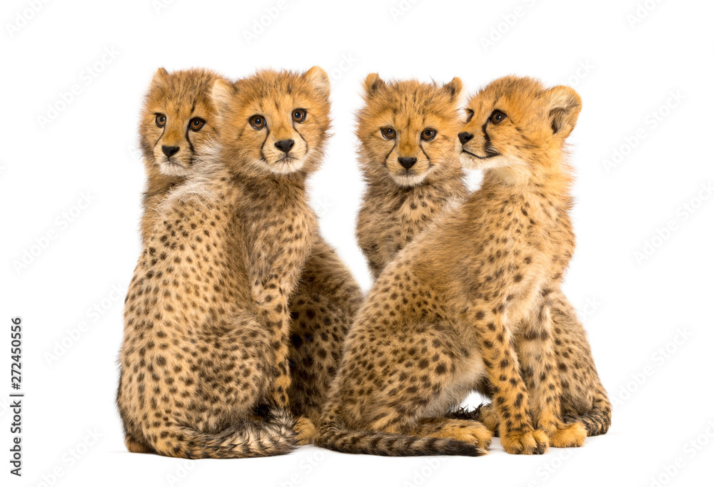 Obraz premium Group of a family of three months old cheetah cubs sitting