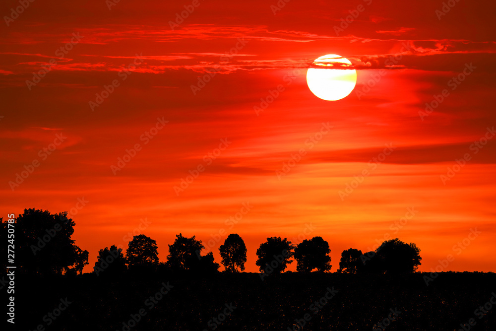Fototapeta premium sunset and colorful flame cloud silhouette tree on red sky
