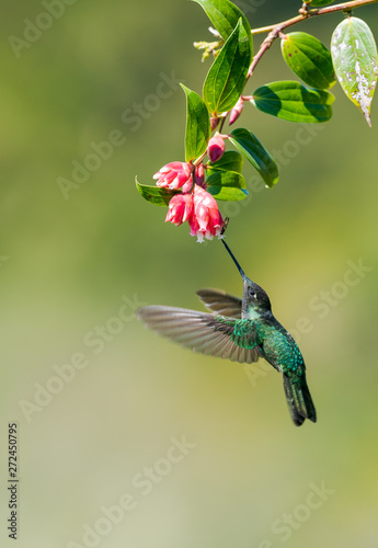 Talamca Hummingbird (eugenes spectabilis)
