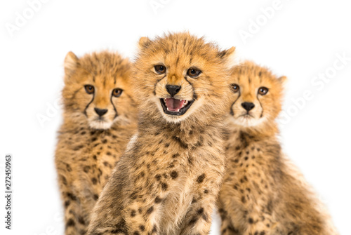 Canvas Print Close-up on a family of three months old cheetah cubs, isolated on white