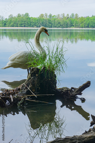 Fototapeta Naklejka Na Ścianę i Meble -  Beautiful, white swan in the lake. View of lake, trees and tree trunk. Spring, Mazury, Poland.