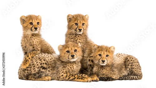 Group of a family of three months old cheetah cubs together