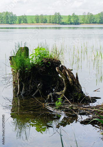 Fototapeta Naklejka Na Ścianę i Meble -  Tree trunk in the water. Lake in Masuria. Spring, Mazury, Poland.