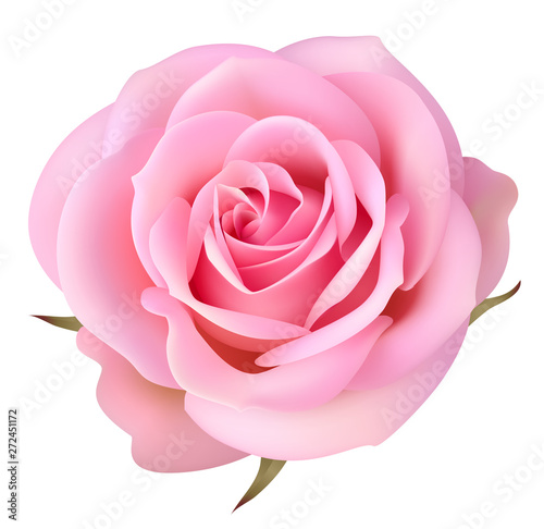 Decorative pink rose isolated on white. Vector illustration