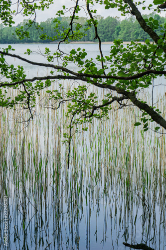 Fototapeta Naklejka Na Ścianę i Meble -  View of the lake, branches and grass. Spring, Mazury, Poland.