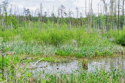 Fototapeta Naklejka Na Ścianę i Meble -  Marshes and Masurian vegetation. Forest view. Spring, Mazury, Poland.
