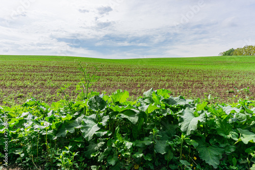 Fototapeta Naklejka Na Ścianę i Meble -  Green field. Beautiful panorama of the spring field and sky,. Spring, Mazury, Poland.
