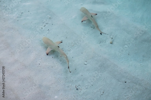 Blacktip reef shark in the shallow water at Maldives