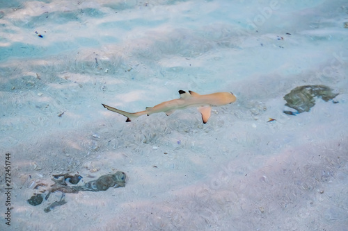 Blacktip reef shark in the shallow water at Maldives