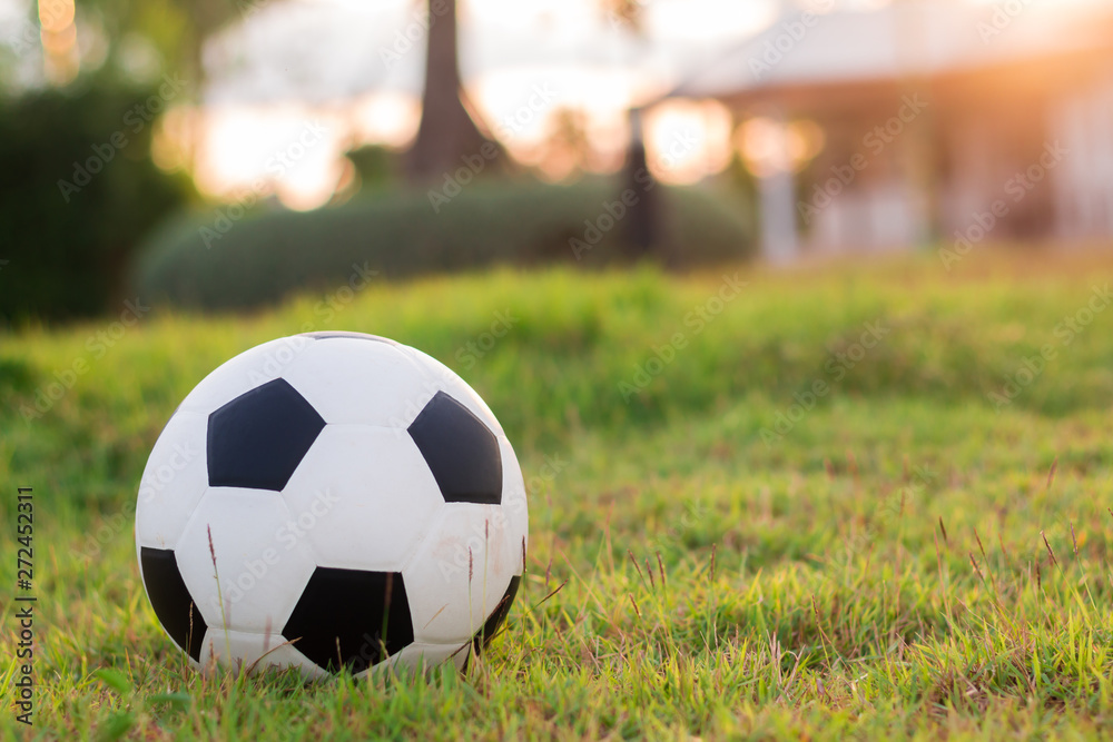 Fototapeta football put on grass in the park