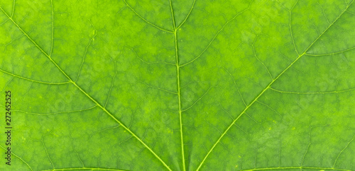 Green leaves closeup backgr...