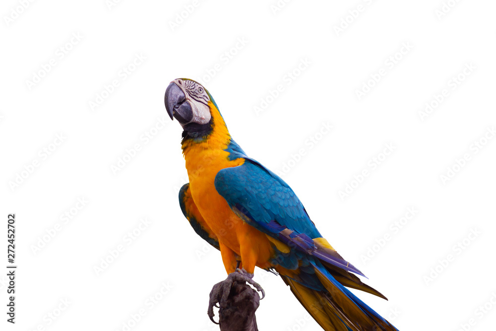 Bird Blue-and-yellow macaw standing on branches isolate white background.
