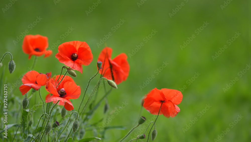 Klatschmohn Blüten im Gegenlicht Klatschmohn Blüten im Gegenlicht