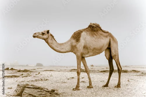 Fototapeta Dziki wielbłąd w Omanie