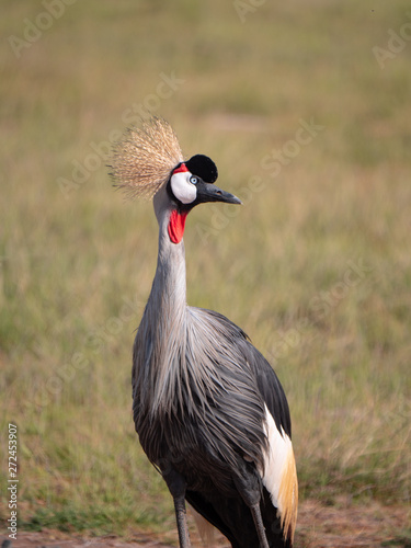 The Crested Crane (Grey Crowned Crane) in Amboseli National Park, Kenya