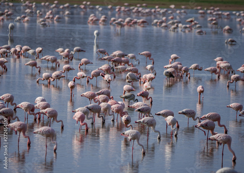 Flamingos in Amboseli Lake, Kenya