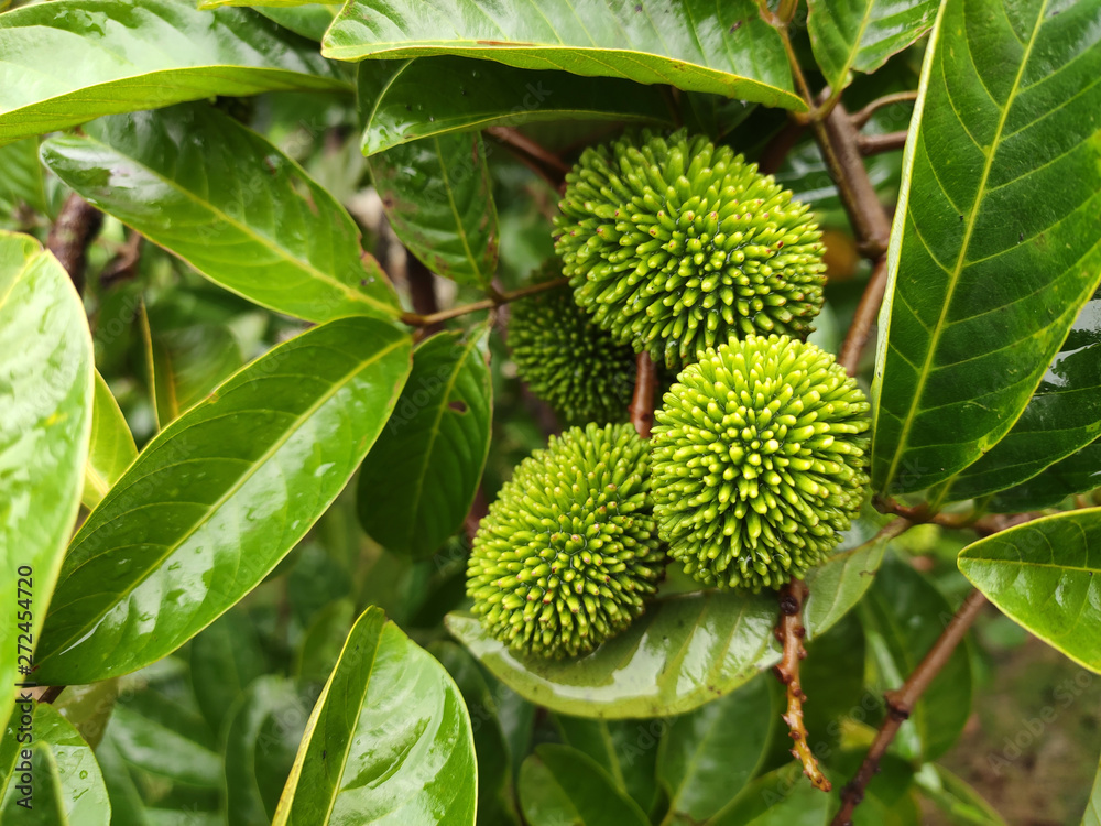 The pulasan fruit or scientific name Nephelium Mutabile Blume is often called wild rambutan by the locals. Grows in the tropics and have a sweet fruit. The pulasan fruit or scientific name Nephelium Mutabile Blume is often called wild rambutan by the locals. Grows in the tropics and have a sweet fruit.