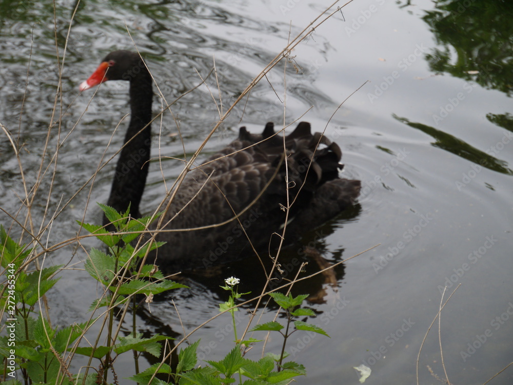 Fototapeta premium Schwarzer Schwan auf dem See