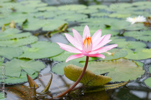 Pink water lily flower with green leaves