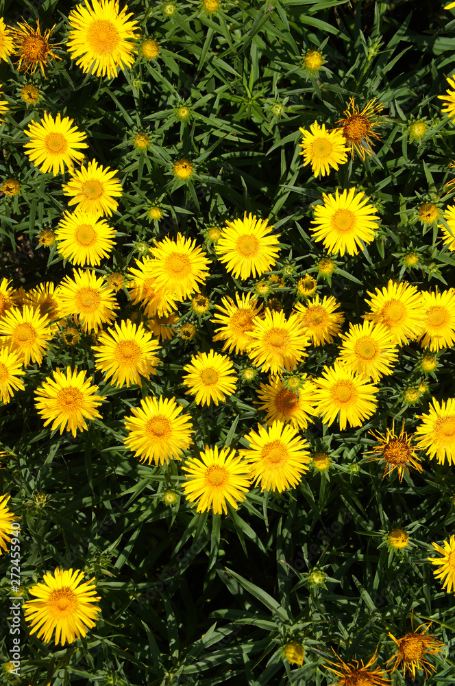 Inula ensifolia many yellow flowers vertcical Inula ensifolia many yellow flowers vertcical
